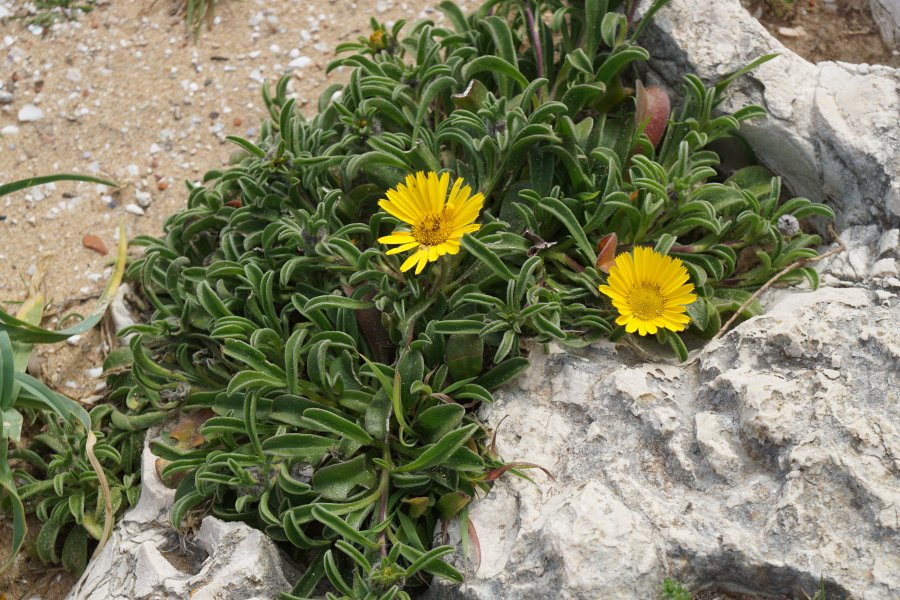 gal/diverses/Portugal Algarve 2017/DSC09191.JPG